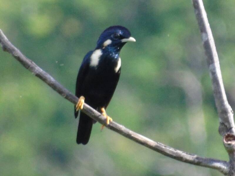 Sulawesi-Mynah, Fotos 3