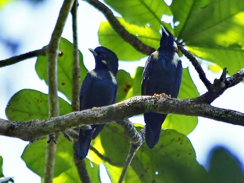 Sulawesi-Mynah, Fotos 2