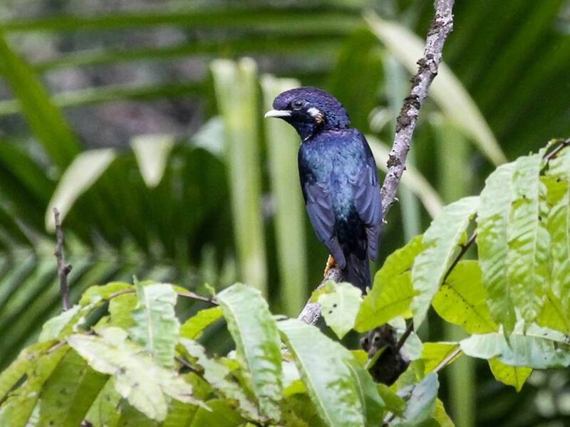 Sulawesi-Mynah, Fotos 4