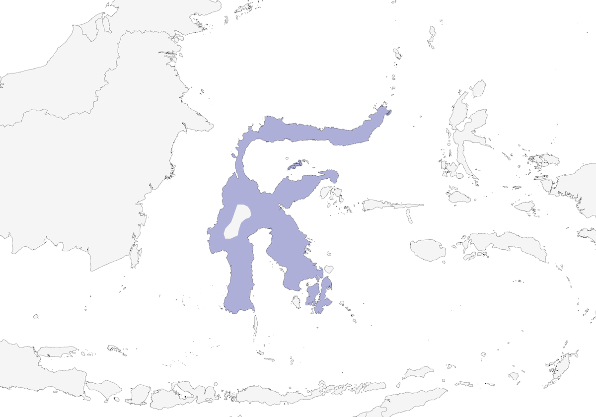 Sulawesi-Mynah, Verbreitung 1