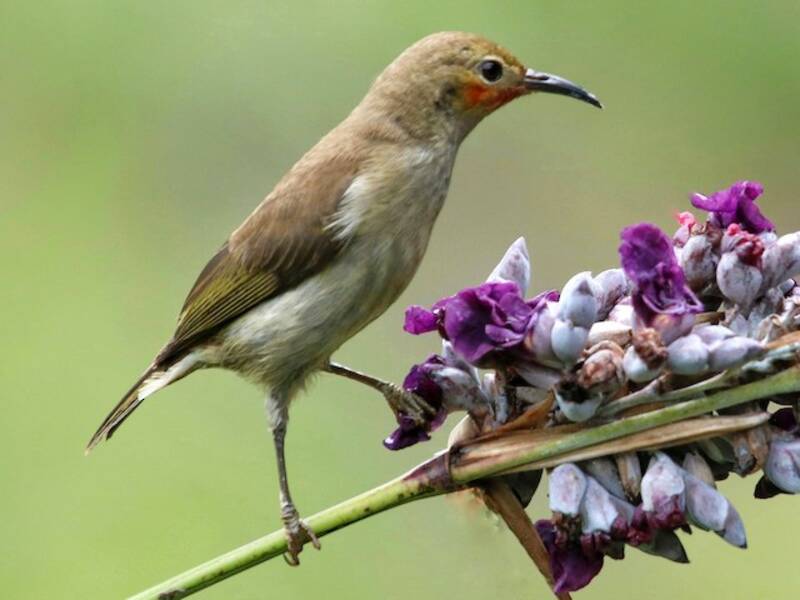 Sulawesi Myzomela