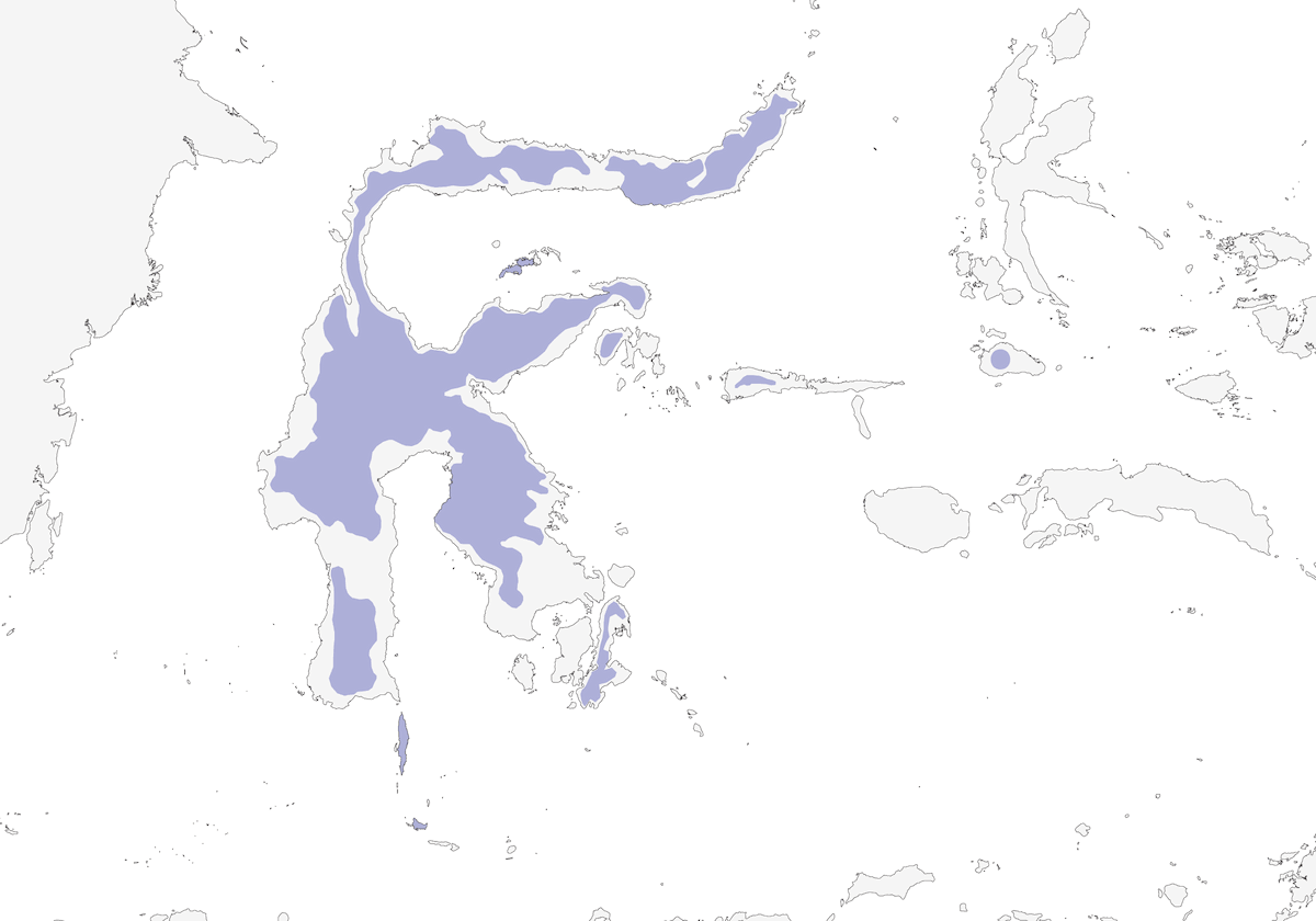 Sulawesi-Honigfresser, Verbreitung 1