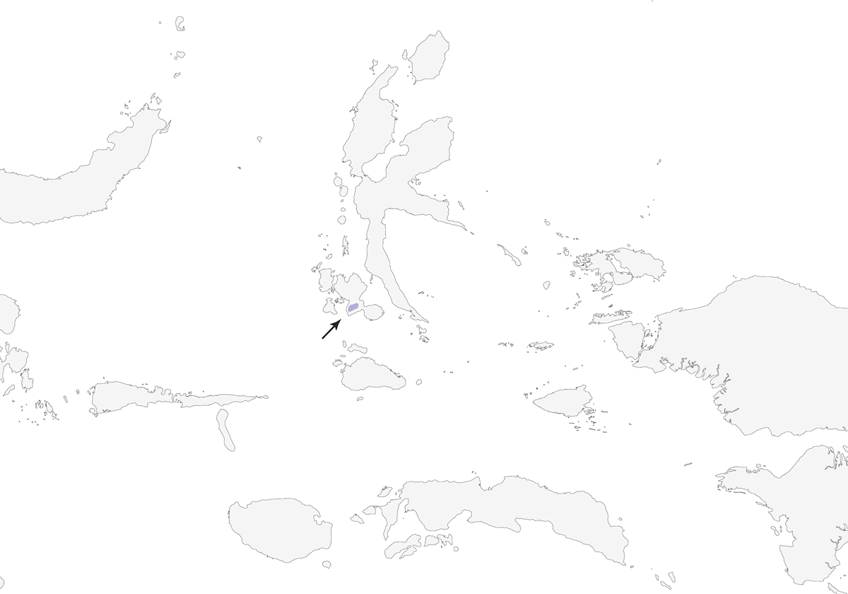 Mizomela de Bacán, Distribución 1