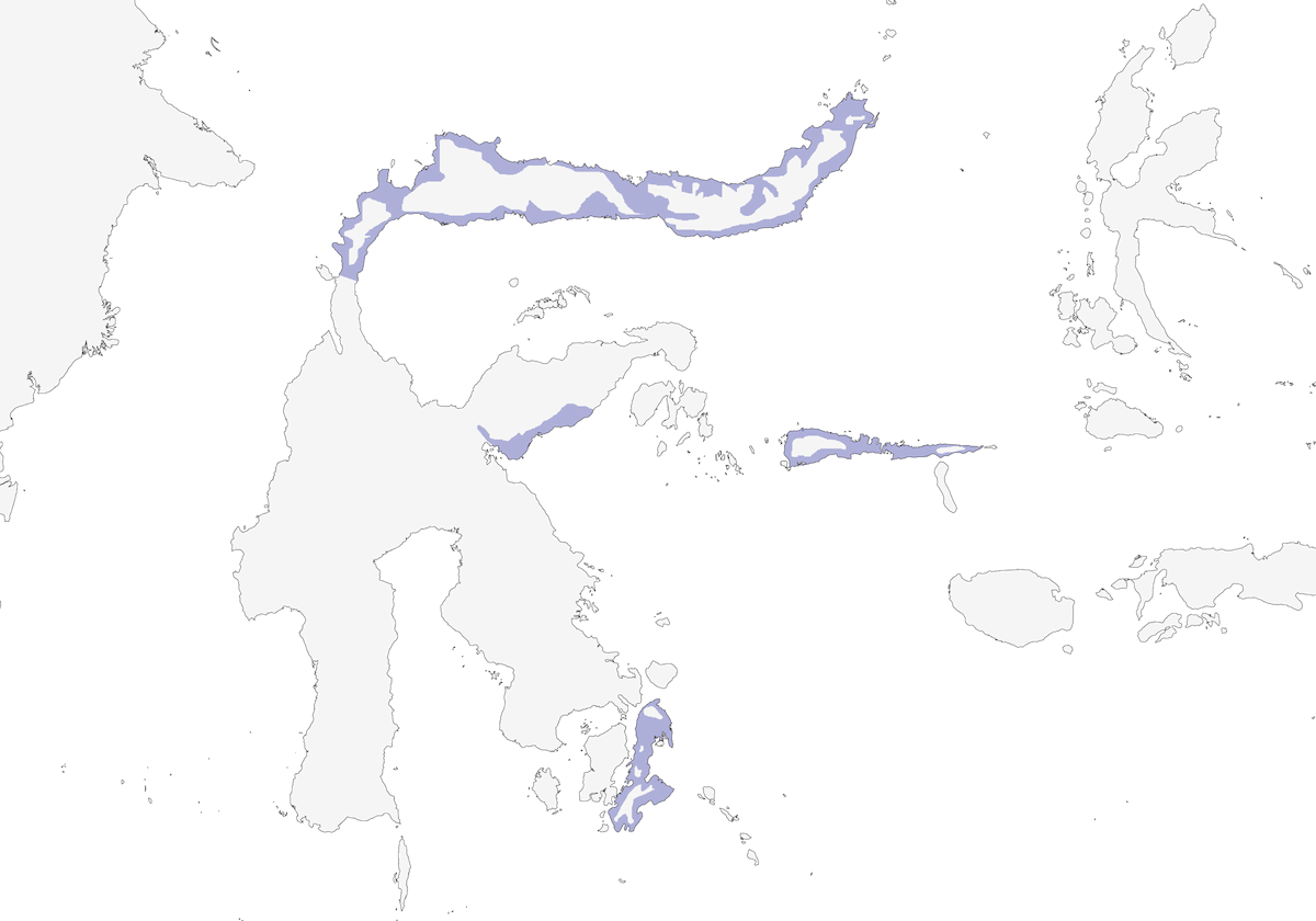 Engoulevent de Sulawesi, Distribution 1