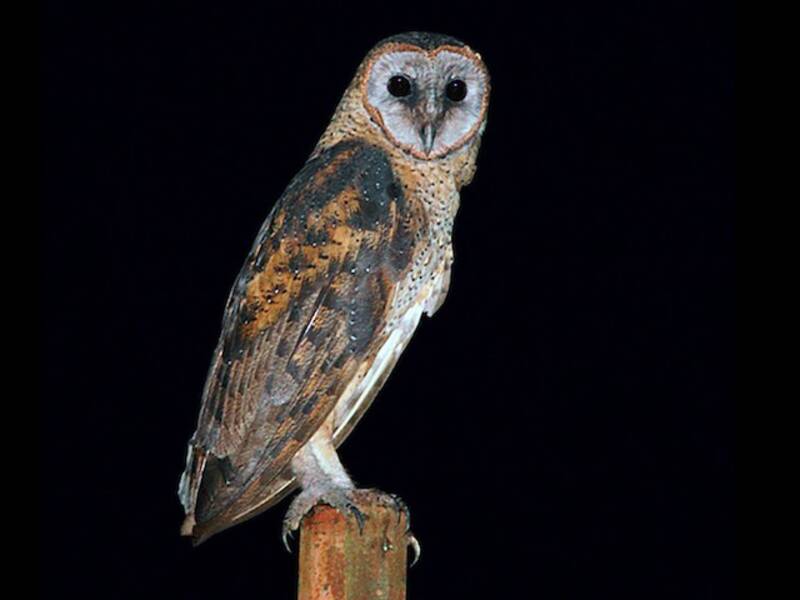 Sulawesi Masked-Owl, Photos 2