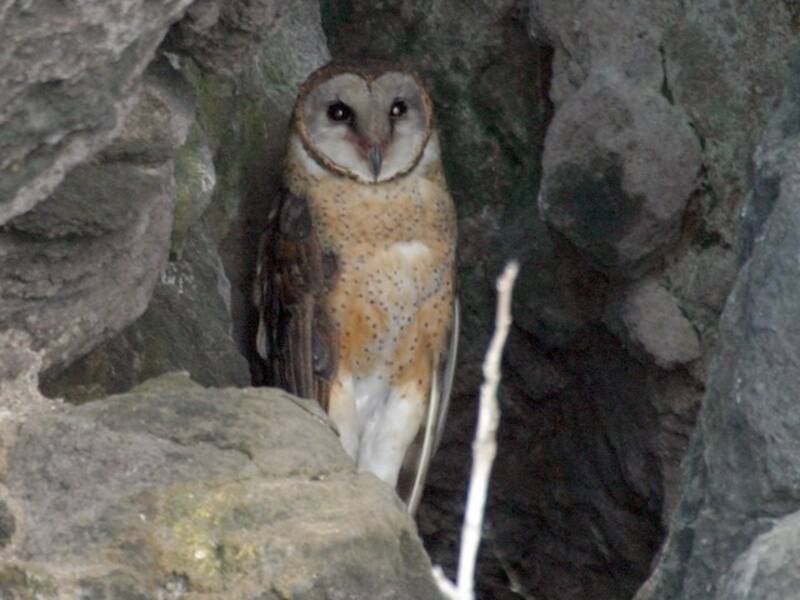 Sulawesi Masked-Owl, Photos 3