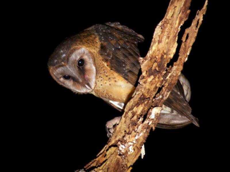 Sulawesi Masked-Owl, Photos 4
