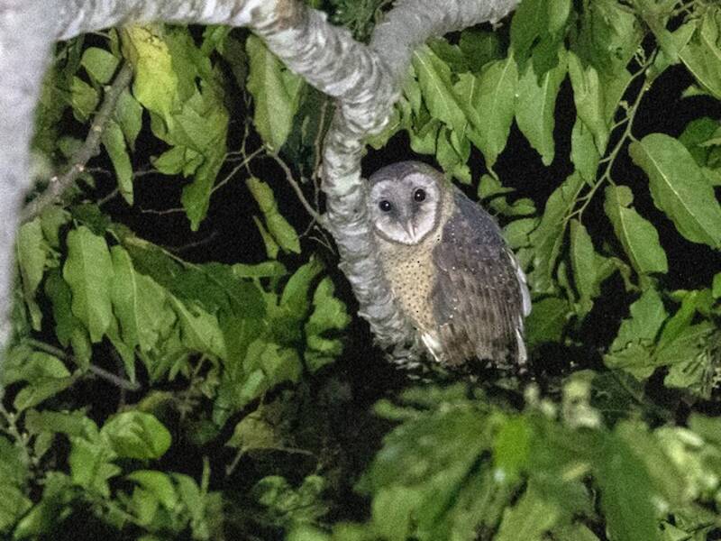 Sulawesi Masked-Owl