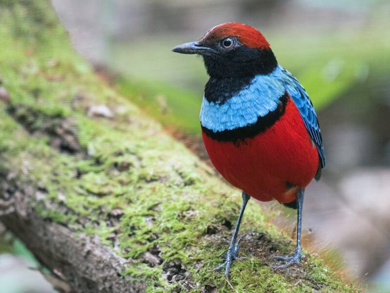 Sula Pitta, 照片 2