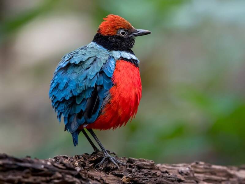 Sula Pitta, 照片 3