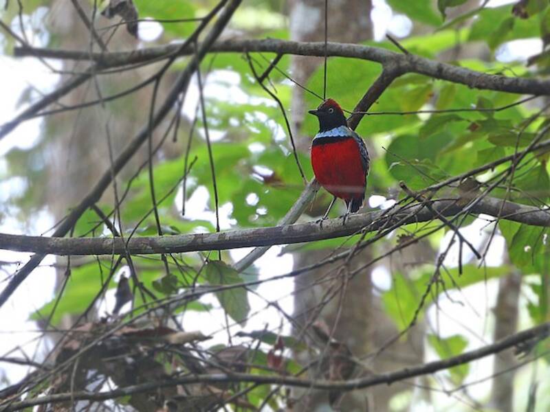 Sula Pitta, 照片 4