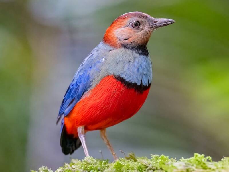Pitta di Sulawesi, Foto 2