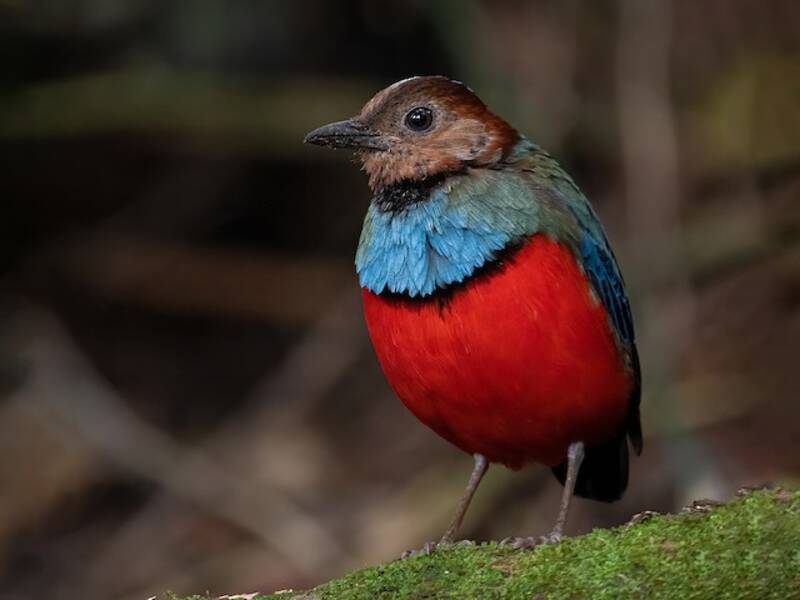 Pitta di Sulawesi, Foto 4