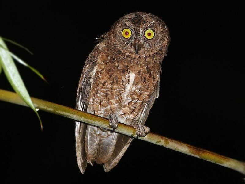 Sula Scops-Owl