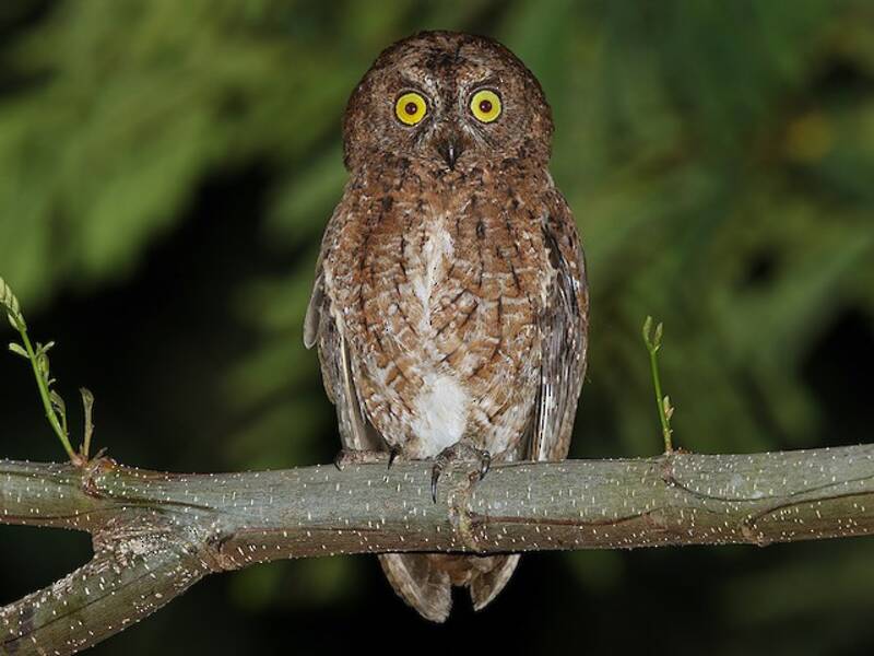 Sula Scops-Owl, Photos 2