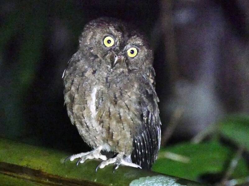 Sula Scops-Owl, Photos 3