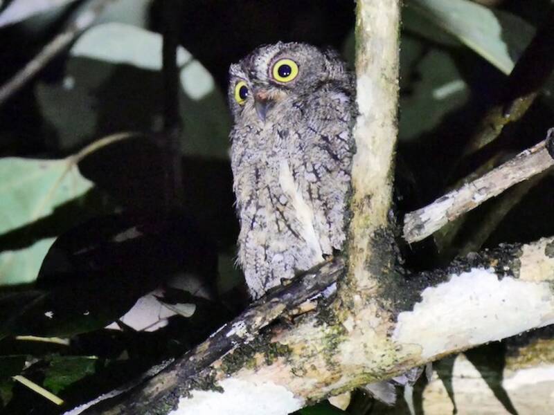 Sula Scops-Owl, Photos 4