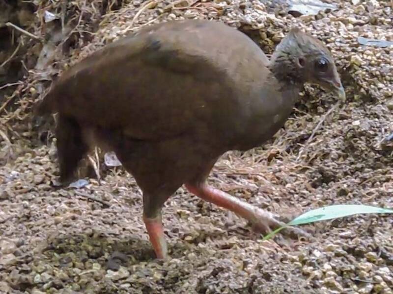 Megapodio delle Sula