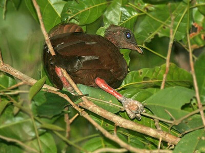Megapodio delle Sula, Foto 2