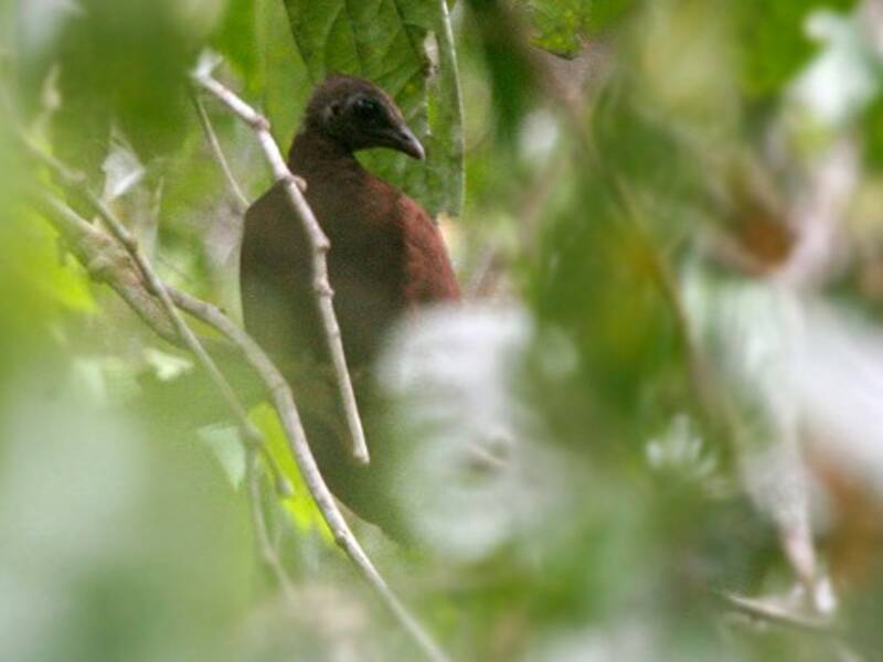 Megapodio delle Sula, Foto 3