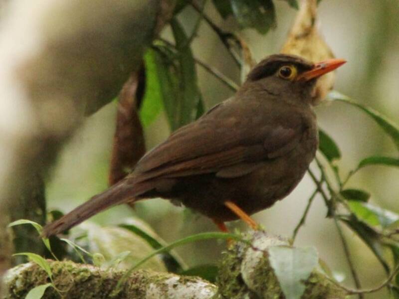 Tordo di Sulawesi, Foto 2