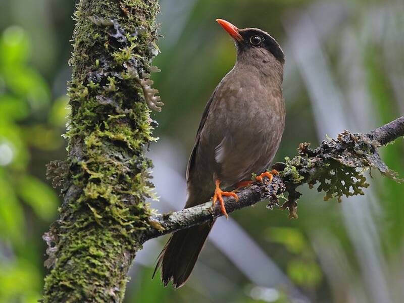 Tordo di Sulawesi, Foto 3