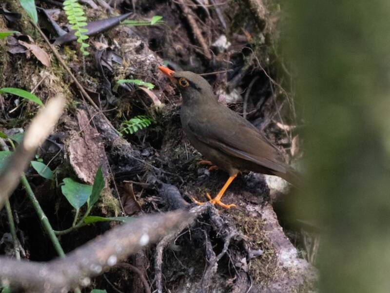 Sulawesi Thrush