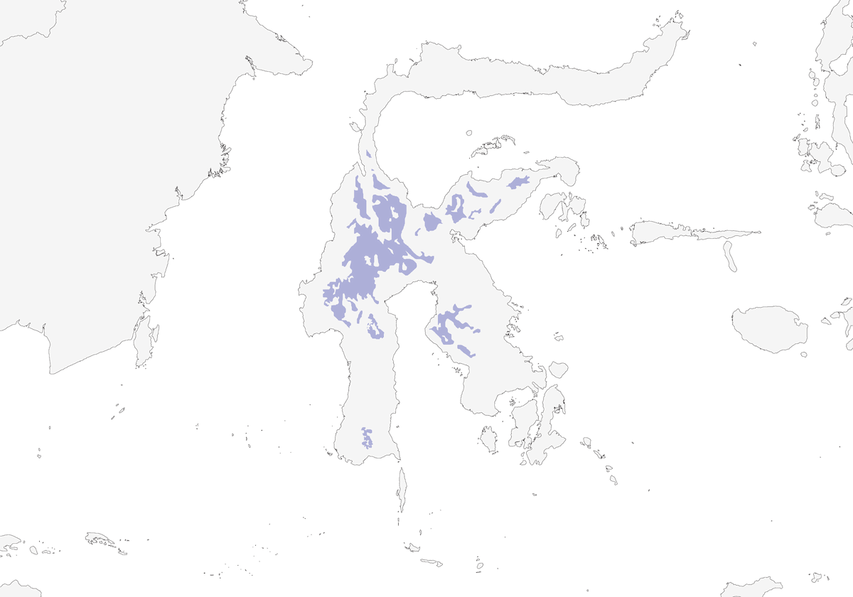 Tordo di Sulawesi, Distribuzione 1
