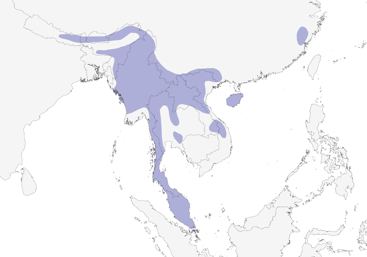 Carbonero Sultán, Distribución 1