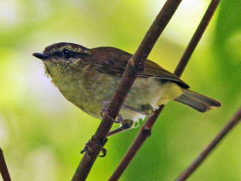 Luì di Sulawesi, Foto 4