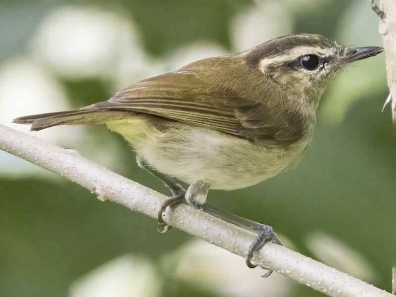 Mosquitero de Lompobattang, Fotos 2