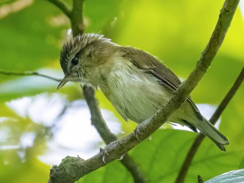 Mosquitero de Lompobattang, Fotos 3