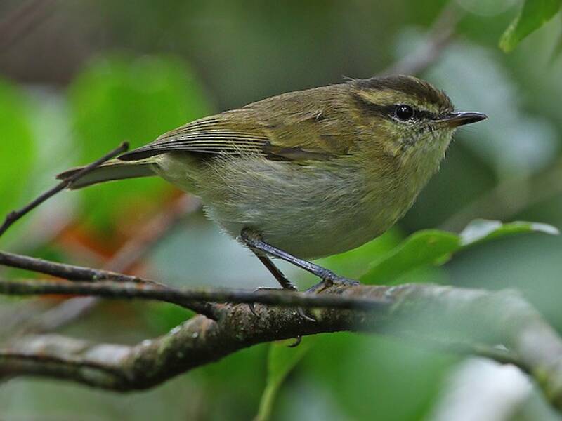 Mosquitero de Lompobattang, Fotos 4