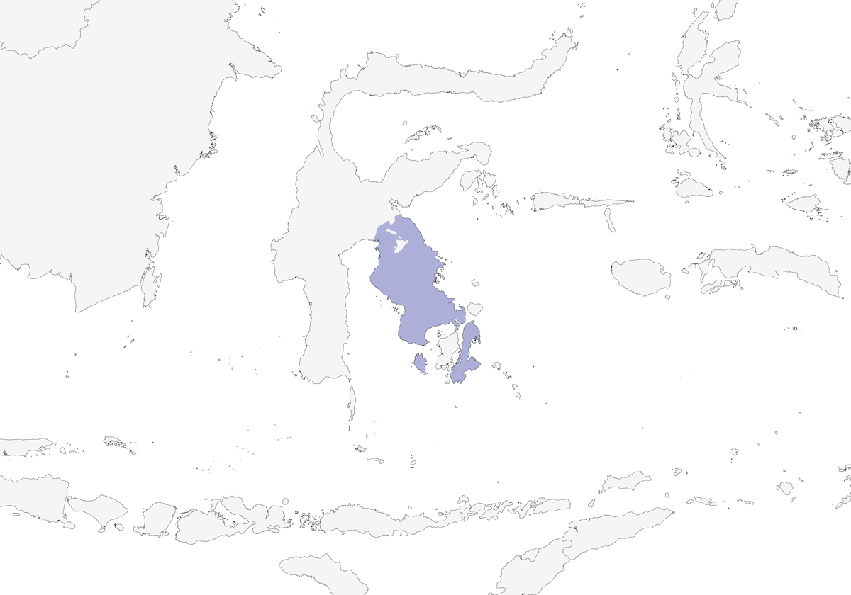 Anteojitos de Célebes, Distribución 1