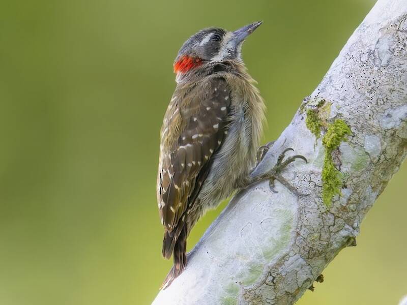 Sulawesi Pygmy Woodpecker