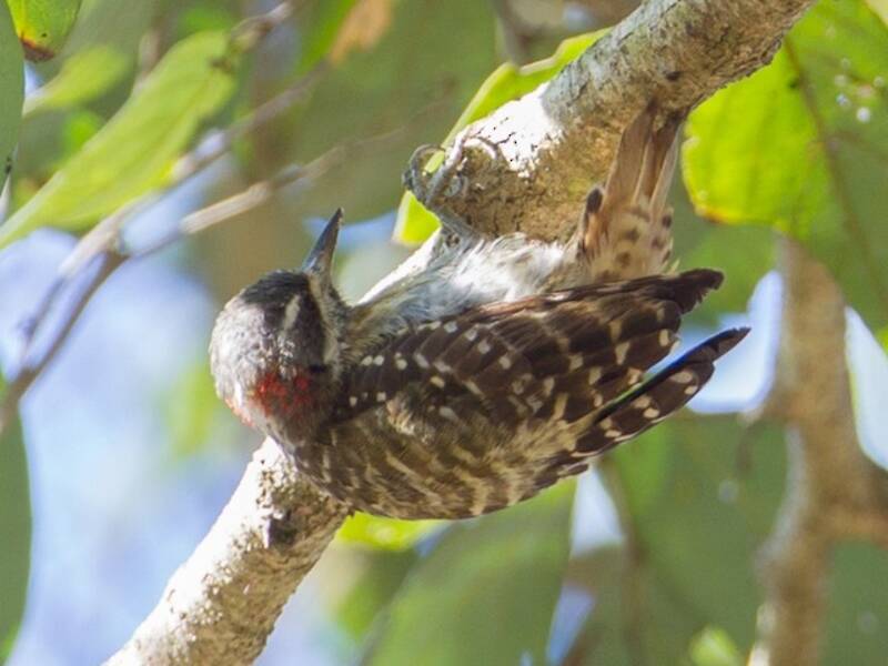Picchio pigmeo di Sulawesi, Foto 4