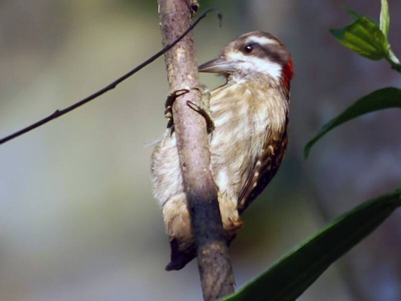 Picchio pigmeo di Sulawesi, Foto 3