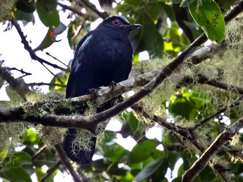 Cocoa di Sumatra, Foto 3