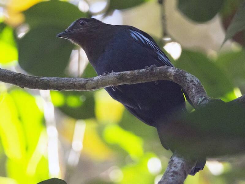 Cocoa di Sumatra