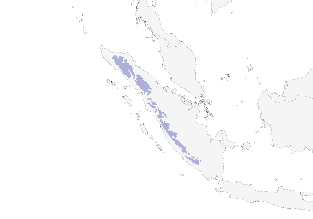 Cocoa di Sumatra, Distribuzione 1