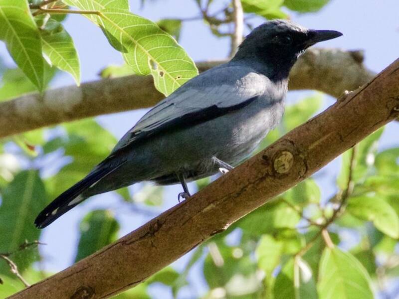 Pale-shouldered Cicadabird, 照片 4