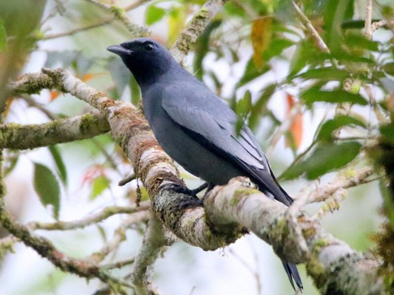 Pale-shouldered Cicadabird