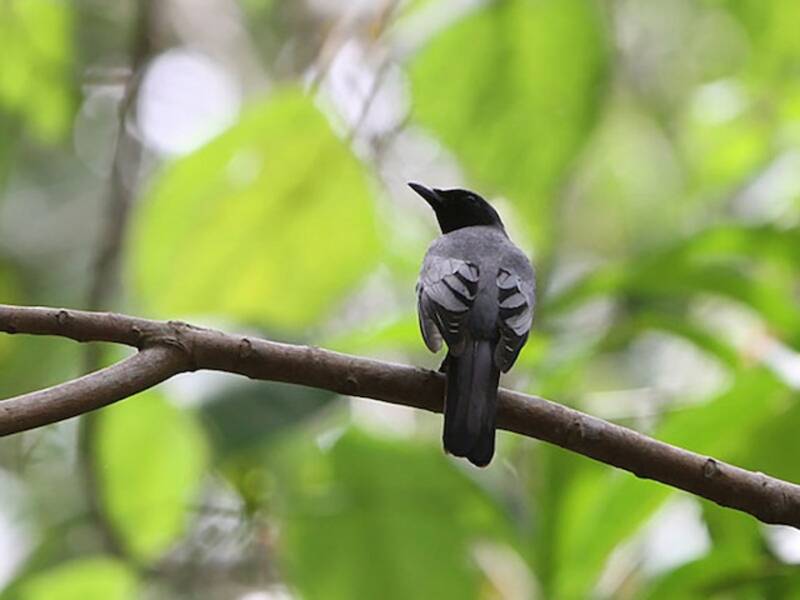 Pale-shouldered Cicadabird, 照片 3