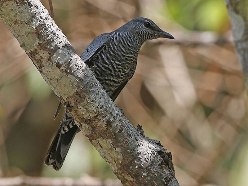 Pale-shouldered Cicadabird, 照片 2