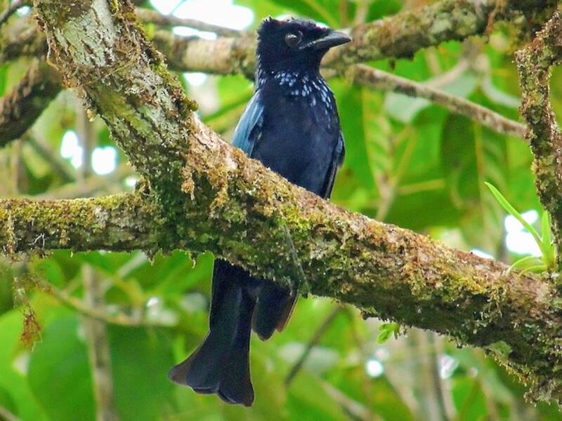 Drongo di Sumatra, Foto 3