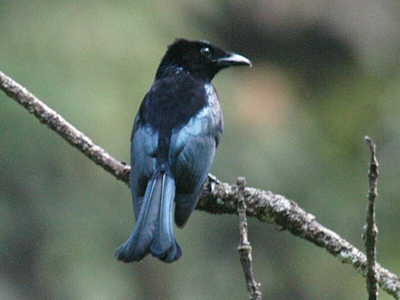 Drongo di Sumatra