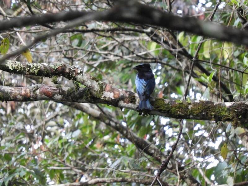 Drongo di Sumatra, Foto 2