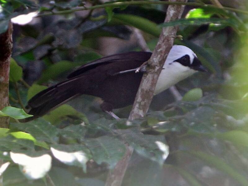 Garrulaxe bicolore, Photos 3