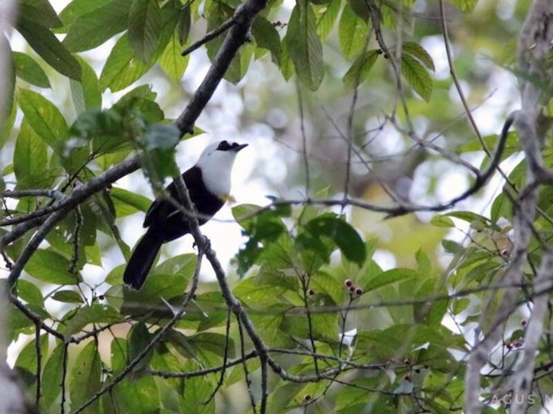 Garrulaxe bicolore, Photos 4