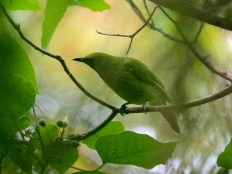 Sumatran Leafbird, Photos 3